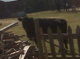 A Calf Stares At A Cow Staring At An Old Gate ;-)