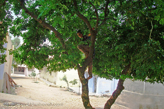 Climbing trees at Muthur Govt. High School