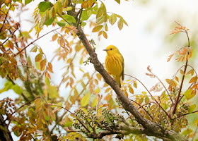 Yellow Warbler