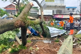 Kabid Humas Polda Jabar : Pohon Tumbang Di depan Pasar Cibinong, Pihak Kepolisian Segera Lakukan Evakuasi