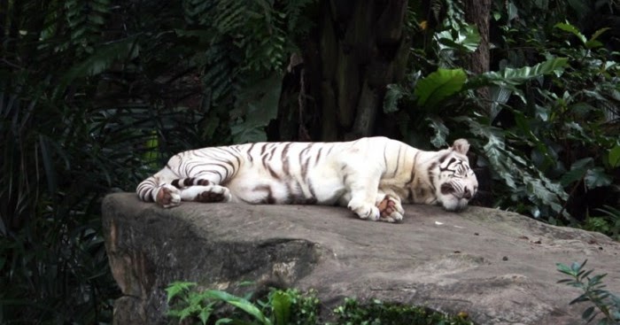 Gambar Harimau Putih Tidur Terbaru gambarcoloring