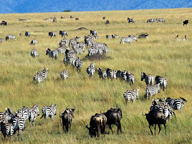 Serengeti National Park Picture