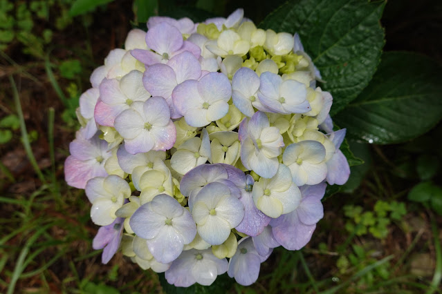 鳥取県西伯郡大山町宮内 アジサイ（紫陽花）