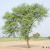 lonely tree...تنہا شجر
