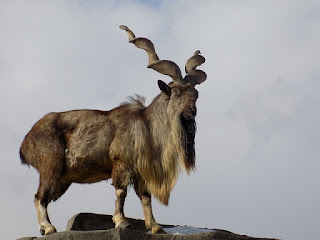 Markhor Essay Urdu Information Markhor Price In Pakistan Facts History