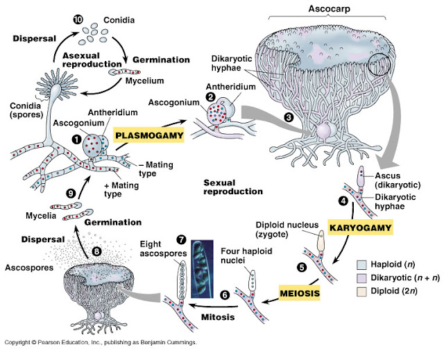 Ascomycota