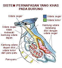 Aldi 8a Imersi sistem  pernafasan pada burung