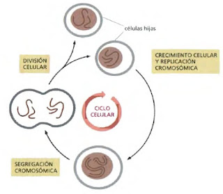 mitosis