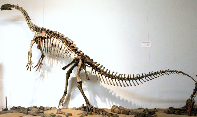 Plateosaurus iskeleti