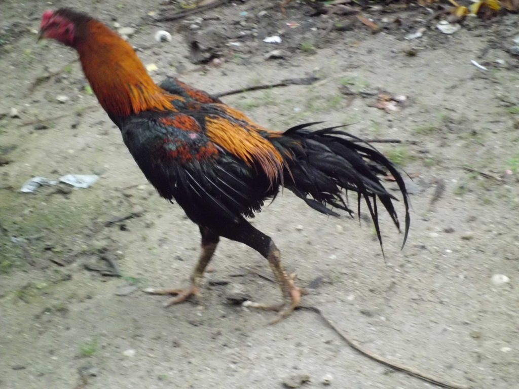  Gambar  Jouhome Memilih Induk  Ayam  Bangkok  Berkualitas 