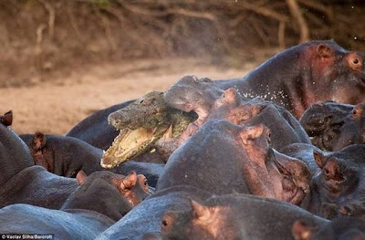 Hippo attacked the crocodile Seen On www.coolpicturegallery.us