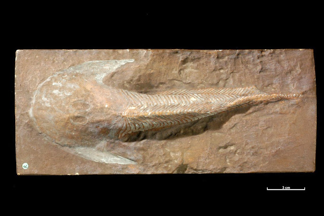 A fossil specimen of Cephalaspis lyelli Agassiz. A fossil fish. (Vertebrata, Pisces.) Glammis, Perthshire, Scotland.  Cephalaspis lyelli is a jawless fish; a member of the Ostracoderms which were armoured with bony plates and scales. British Geological Survey Biostratigraphy Collection number GSM 5107. Cast of Lectotype. They occurred mainly in fresh and brackish water and were most abundant in the Lower Old Red Sandstone Devonian. Cephalaspis is one of the best known ostracoderms with the head covered by a rigid bony shield and the rest of the body by elongated scales. A pair of fins lie just behind the head shield which has the depressed shape of a bottom dweller. Cephalaspis is thought to have lived in fresh-water pools or streams feeding on organic material filtered in the gill pouches from bottom sediments. Figd. Agassig, Rech, Poiss. Foss. 2. 1838, pl. 1, fig.2, and Lankester, Mon. Pal. Soc. 1868, O.R.S. Fishes. Pl. VIII, fig. 1, & Stensio, Ceph. Great Britain 1932 B.M.(N.H.) pub. Text fig. 40, p.121. Cited Lankester, as before, p 44, and Stensio as before .
