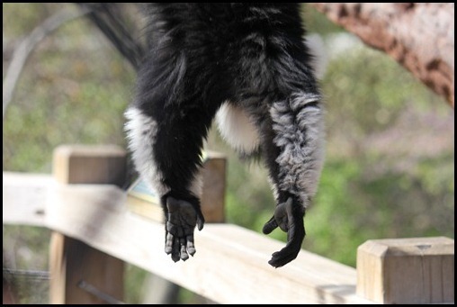 Zoo3-559_thumb_thumb