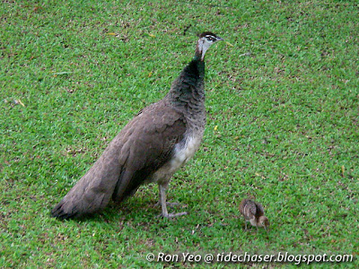 Blue Peahen (Pavo cristatus) & Chick