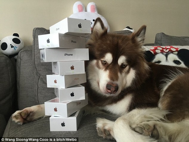 Image result for Chinese Billionaire Wang Jianlin's only son buys his pet dog eight 'iPhone 7s'