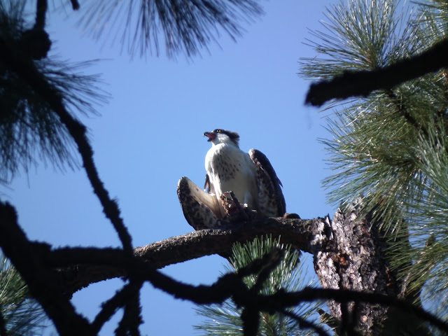 Goodbye Osprey, Hello Fall!