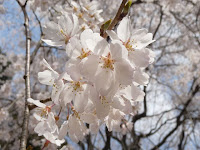 金堂の野鳥が飛んできてた桜。