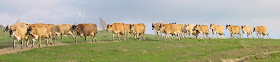 http://www.sugarbushfarm.net/cows.htm