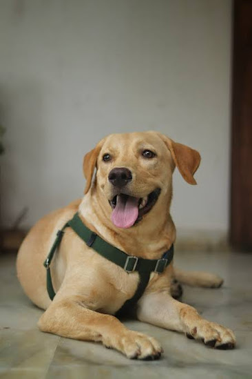 Labrador Retriever is the most popular dog in the US.