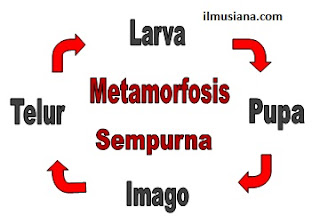  pada materi kali ini uraiannya meliputi  Metamorfosis Sempurna: Pengertian dan Contoh