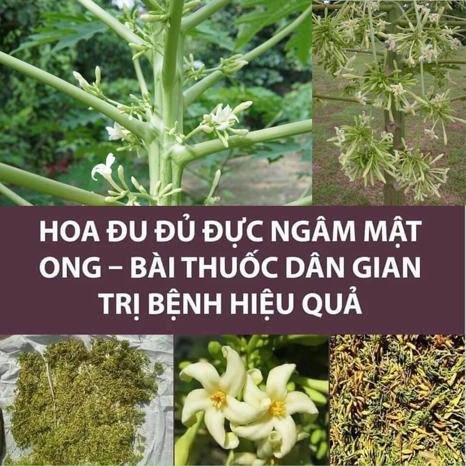 Hoa đu đủ đực phơi khô