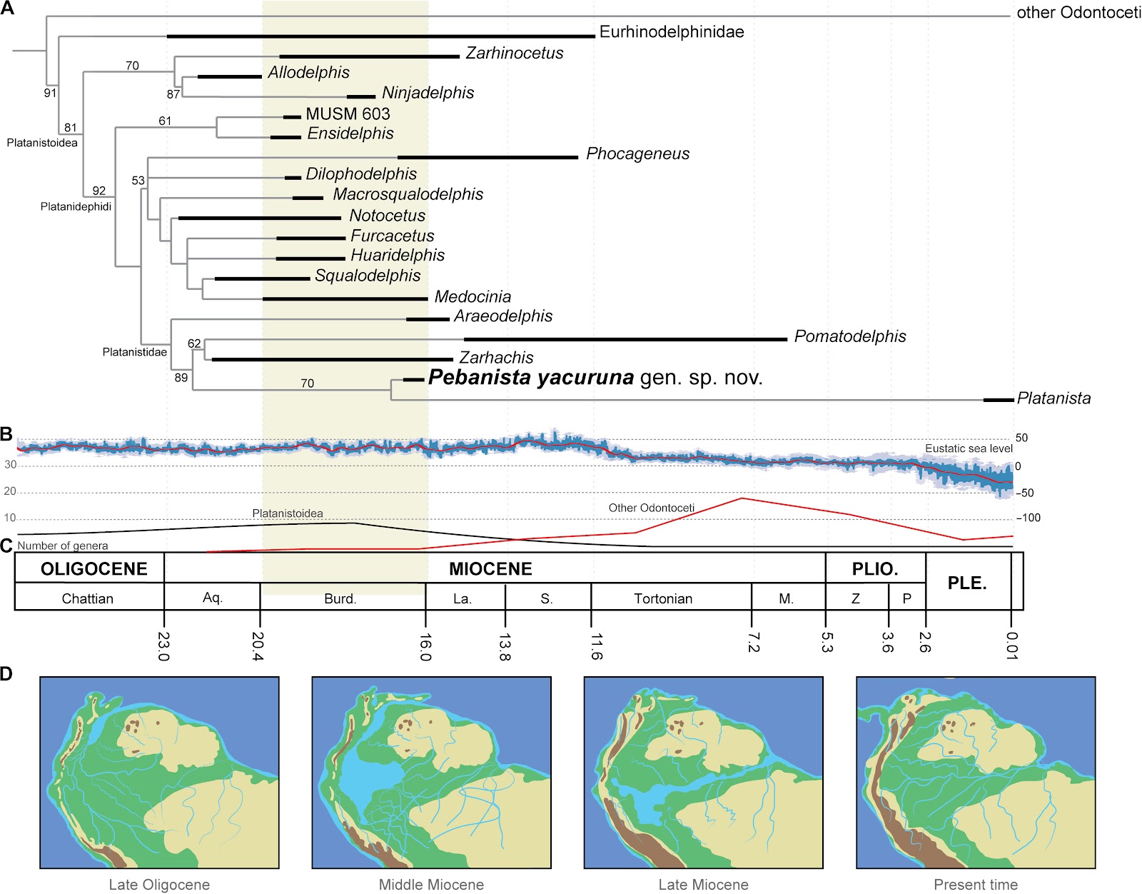 Fig. 3. Phylogenetic relationships of Pebanista yacuruna gen. et sp ...