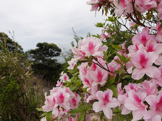 島根県松江市美保関町美保関　五本松公園　ツツジ（躑躅）