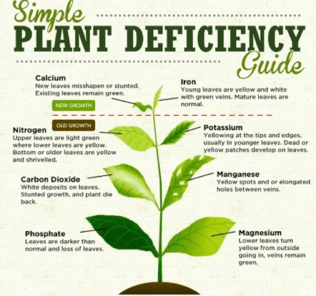 Plant Nutrient Deficiency Leaf Illustrations and Charts ...