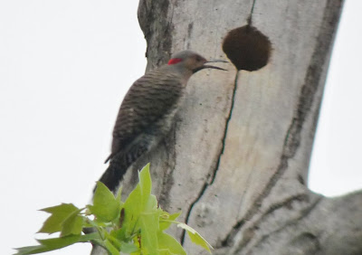 flicker and starling