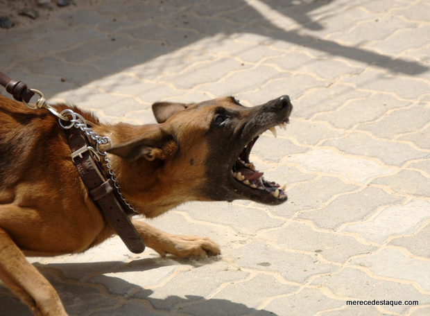 População reclama de cães circulando sem focinheira no espaço do Cidade Lazer em Santa Cruz do Capibaribe