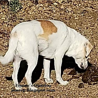 Our Grand Dog Zyla eating horse poop