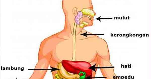 Alat Pencernaan  Makanan pada Manusia dan Fungsinya 