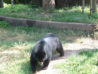 Promenade de l'ours