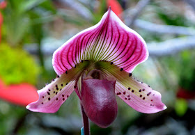 Orchid Daze: Surreal Beauty, Atlanta Botanical Garden