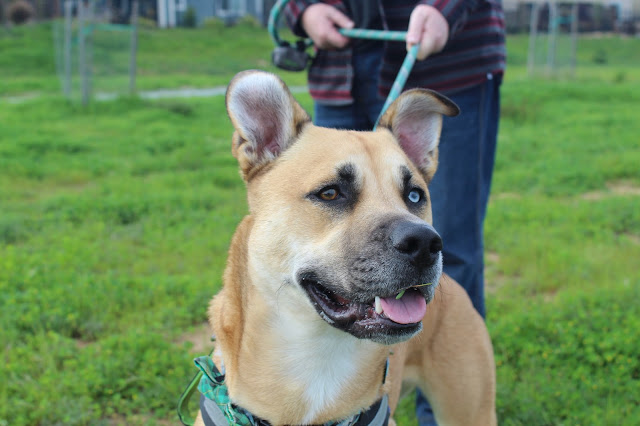 large blonde dog with heterochromia and a super focused face