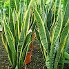 PLANTA LENGUA DE VACA O ESPADA DE REY