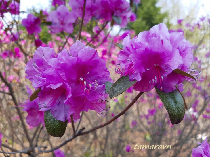 Рододендрон остроконечный (Rhododendron mucronulatum)