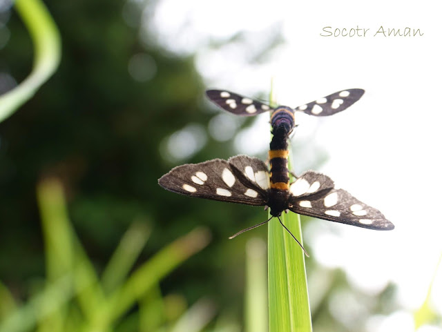 Amata fortunei