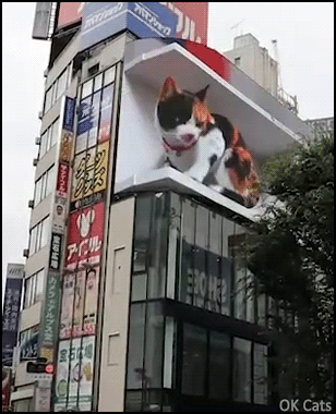 Amazing Cat GIF • A giant 3D Calico cat has taken over one of Tokyo's biggest billboards [ok-cats.com]