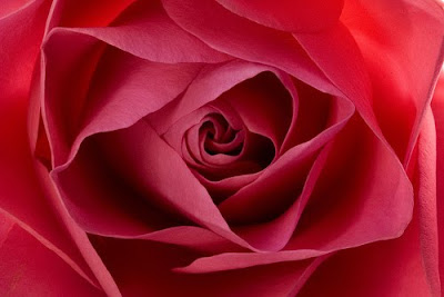 cool wallpapers of valentines day roses