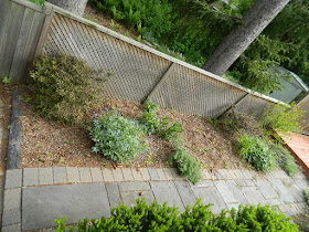 Humewood Toronto backyard garden makeover before  Paul Jung Gardening Services