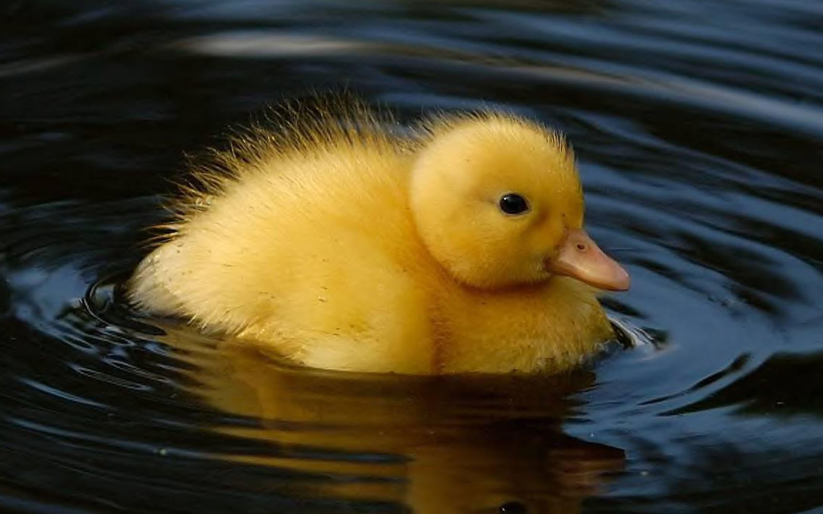 wallpapers Duckling Wallpapers