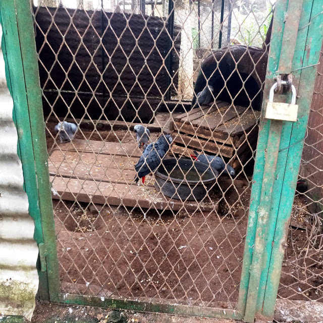 The african parrot, Weekend Tourism | Visit to the Mvog-Betsi Zoo Yaoundé cameroon