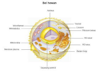 Pengertian dan  Fungsi Utama Sel  Hewan  Sakersomu 