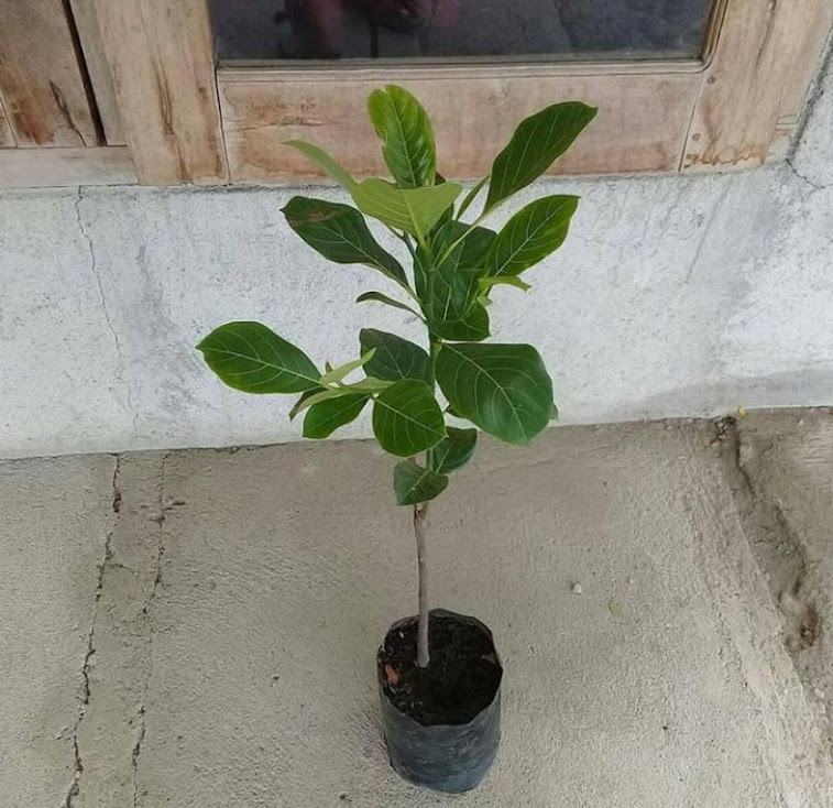 Nangka Merah 3 Magelang