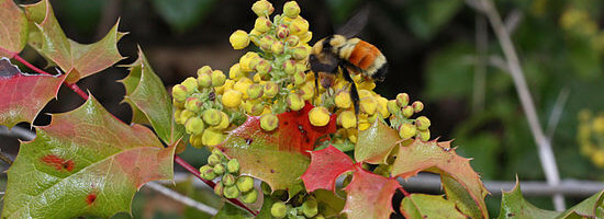 Mahonia aquifolium