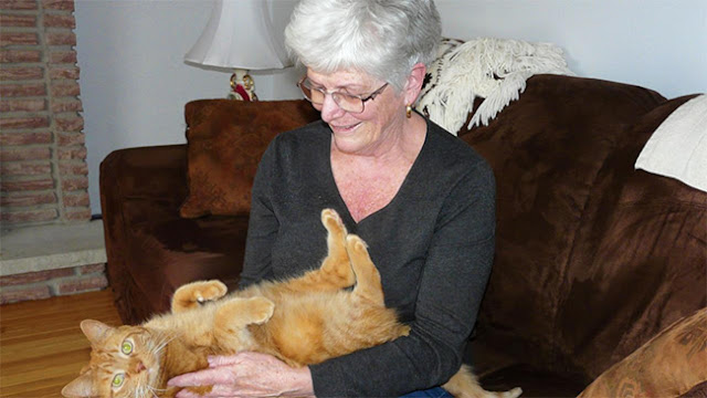 Why Therapy Cats are Just as Effective as Therapy Dogs!