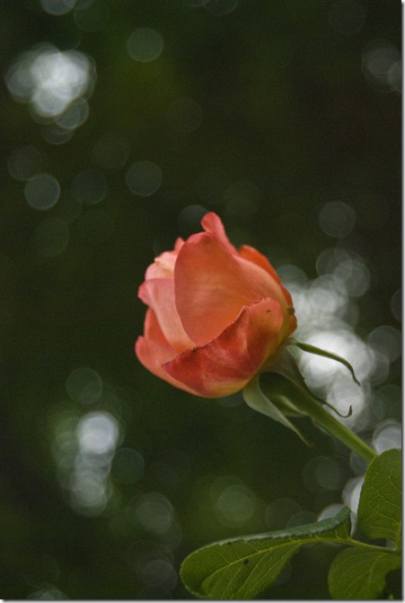 Rose 13