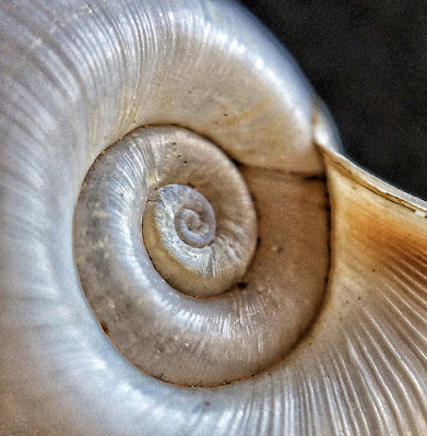 ramshorn snail shell