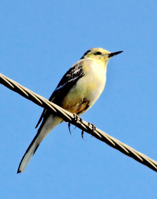 "Citrine Wagtail - Motacilla citreola , rare sitting on a wire Mt Abu."
